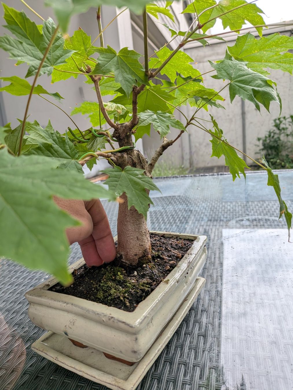 Piante & sementi: Bonsai Bergahorn – Usato da Bern venduto da Hydrom 2