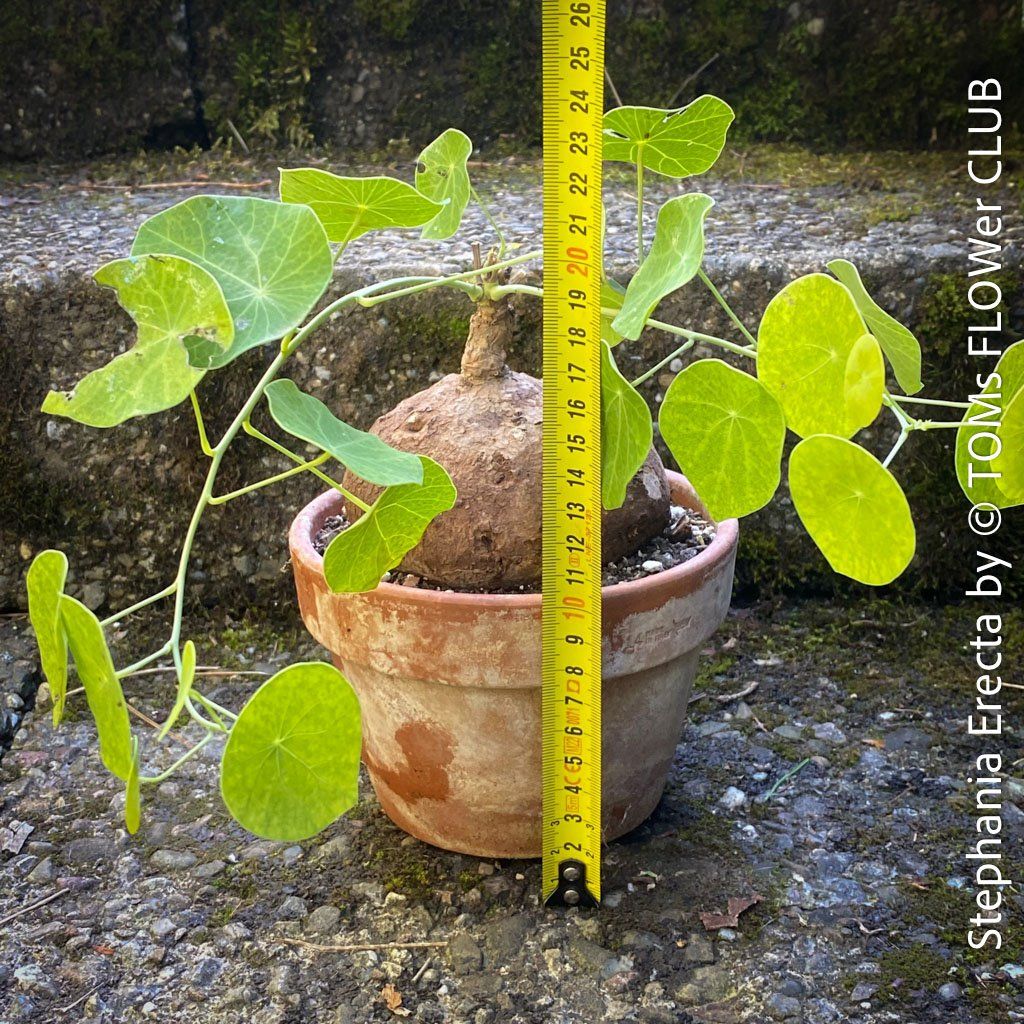 Piante & sementi: Stephania Erecta - einzigartige ⌀11cm Caudex - Pflanze – Nuovo e nell'imballaggio originale da Adliswil venduto da TAKEYOURPLANT 3