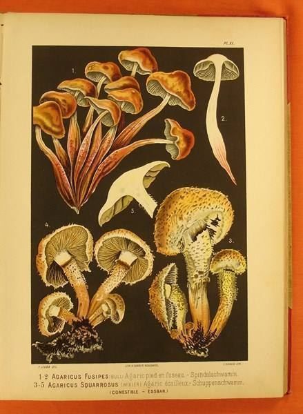 Libri: LES CHAMPIGNONS COMESTIBLES 1890 – Usato da Grüningen venduto da Kartensammler 5