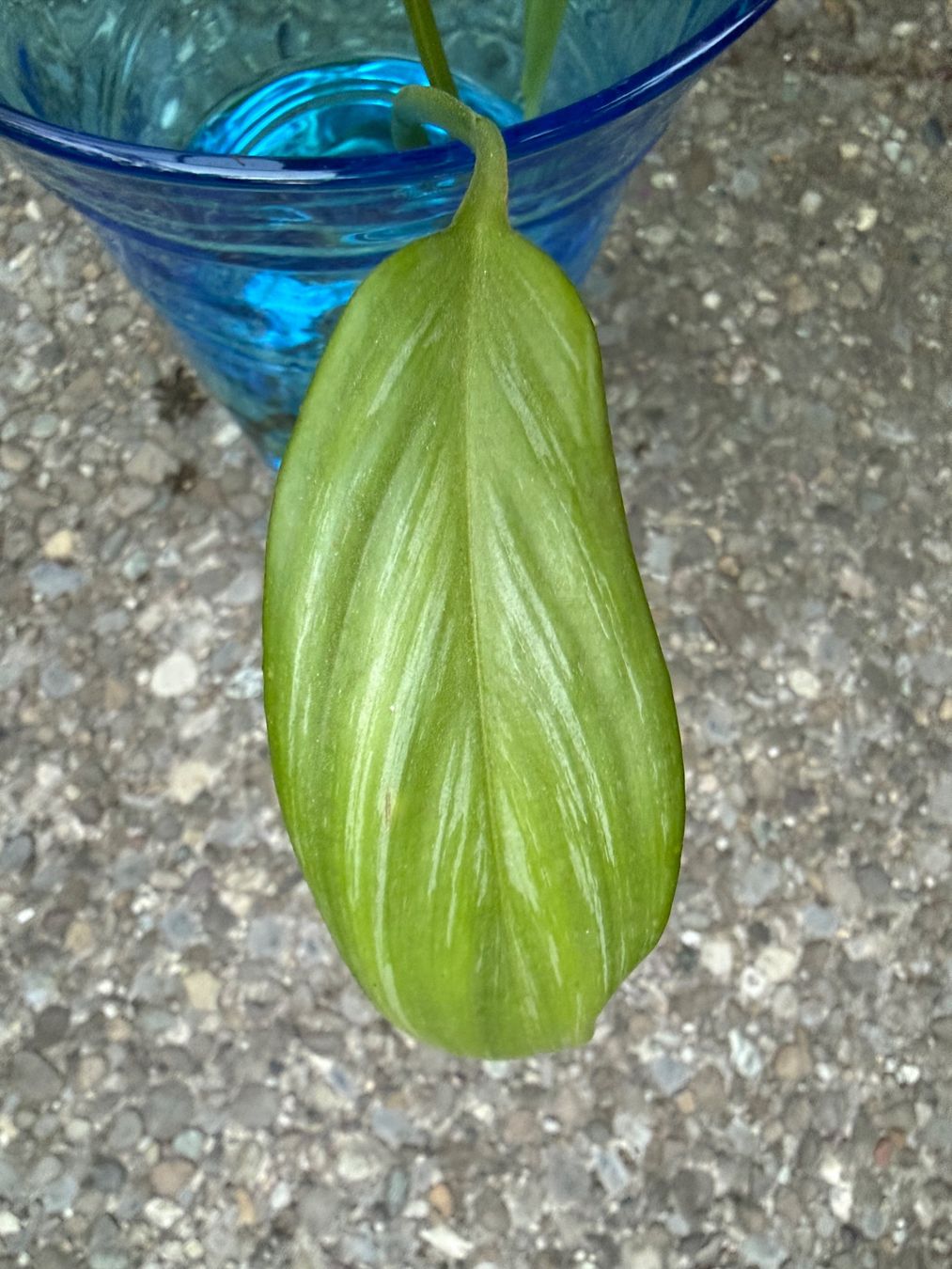 Pflanzen & Samen: Epipremnum amplissimum Silver Leaf gut bewurzelter Steckling – Neu (gemäss Beschreibung) aus Winterthur von Aniger