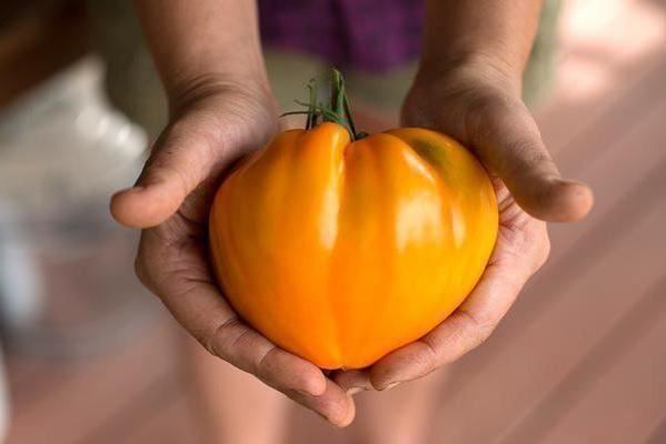Piante & sementi: Tomate Fraise orange RARE  5g – Nuovo (secondo la descrizione) da Bremblens venduto da FIBONACCI369 1