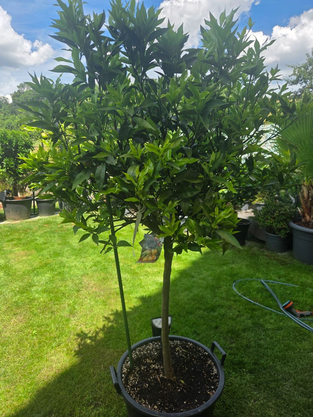 Piante & sementi: zitrus clementine baum 1m80 – Usato da Unterlunkhofen venduto da tomnova 3