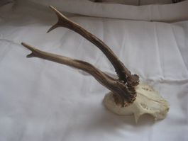 REH   SCHÄDEL  MIT GEWEI