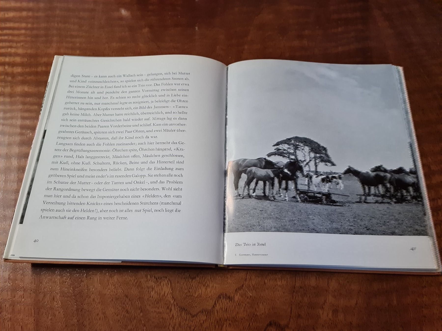Bücher: Pferde unter sich – Gebraucht aus Erstfeld von Uhu1980 2