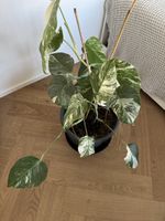 Monstera deliciosa variegata