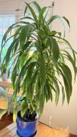 Dracaena Pflanze
