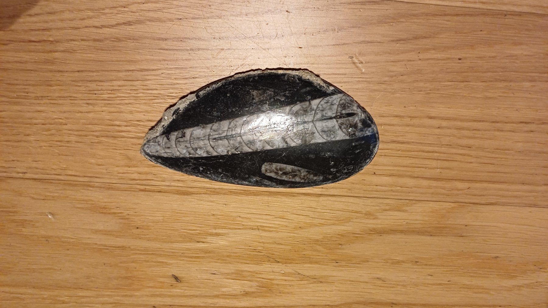 Fossili: Fossil Orthoceras – Usato da Oberneunforn venduto da Bumbam