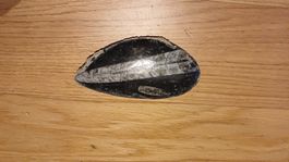 Fossil Orthoceras