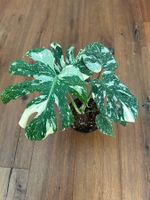 Monstera Thai Constellation💚