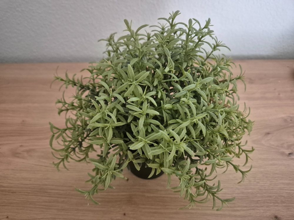 Künstliche IKEA FEJKA Pflanze Rosmarin Kaufen auf Ricardo