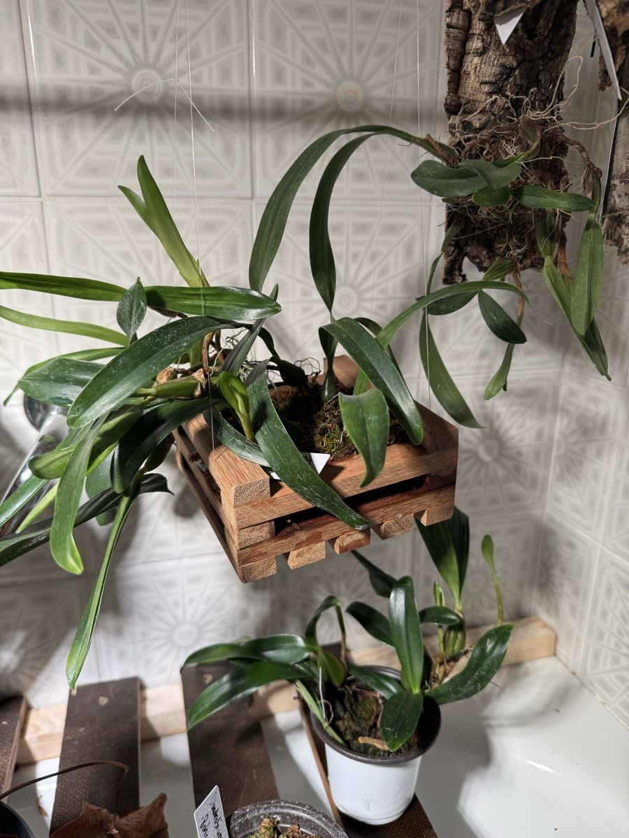 Blumentöpfe: Orchideenkorb L – Gebraucht aus Männedorf von mrclst 4