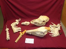 Hirsch, Geweih, Trophäe, Horn, Dekoration Abwurfstangen Hund