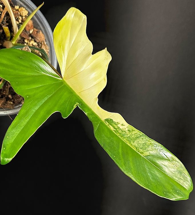 PHILODENDRON FLORIDA BEAUTY X MAYOI PREMIUM HALFMOON  (Gebraucht) in  Giubiasco fr CHF 95  mit Lieferung auf Ricardo kaufen