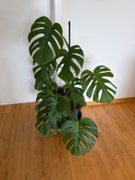Zimmerpflanze Monstera deliciosa ca. 100 cm hoch