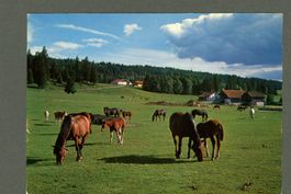 AK color Les Cerlatez JU Franches-Montagnes, Weide ≈ 1977 
