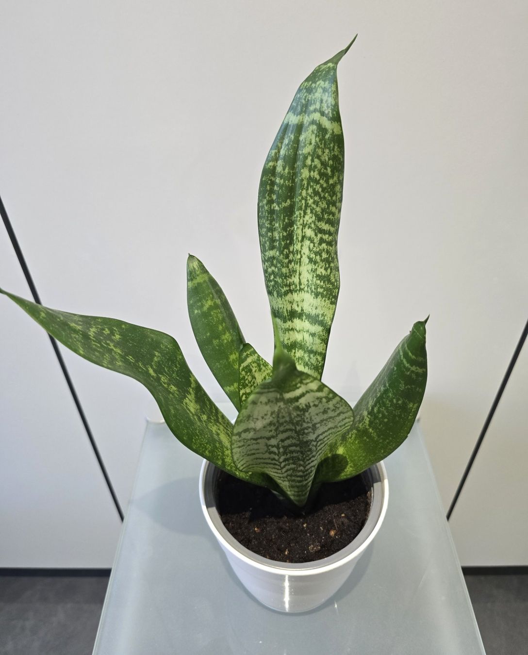 Pflanzen & Samen: Pflanze Sansevieria / Bogenhanf 39 cm – Gebraucht aus Oetwil an der Limmat von dhantal 5
