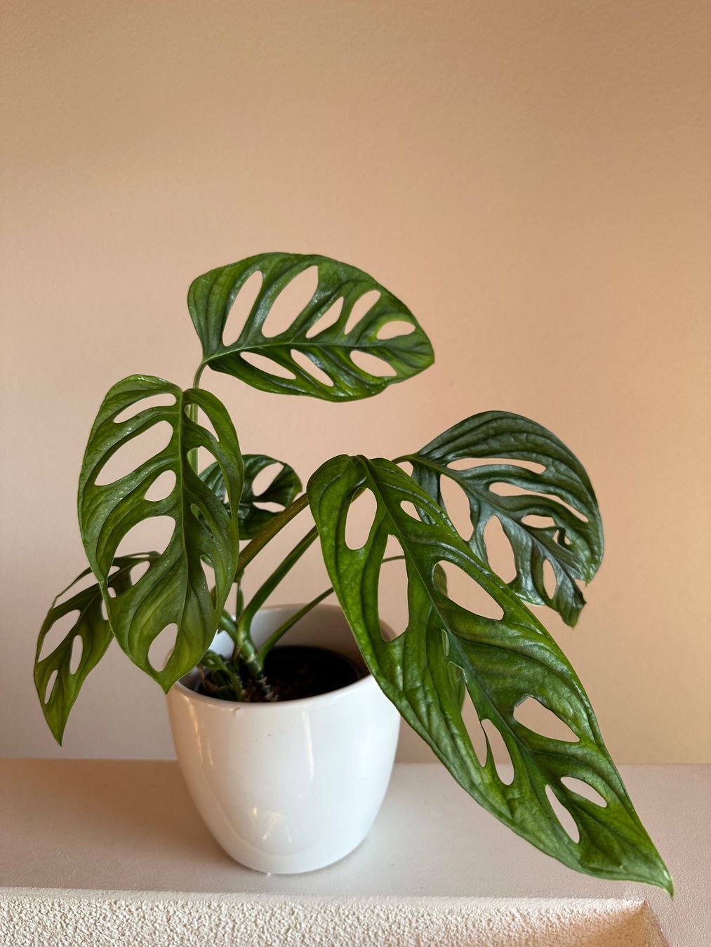 sansevieria 150 cm Sansevieria cylindrica Straight - Cylinidrical Snake Plant | Hortology main image 1