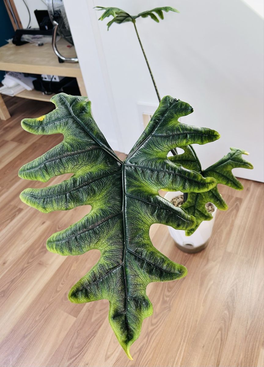 Piante & sementi: Alocasia Sulawesi Jacklyn  – Nuovo (secondo la descrizione) da Scherzingen venduto da Elefantenohr.ch 1