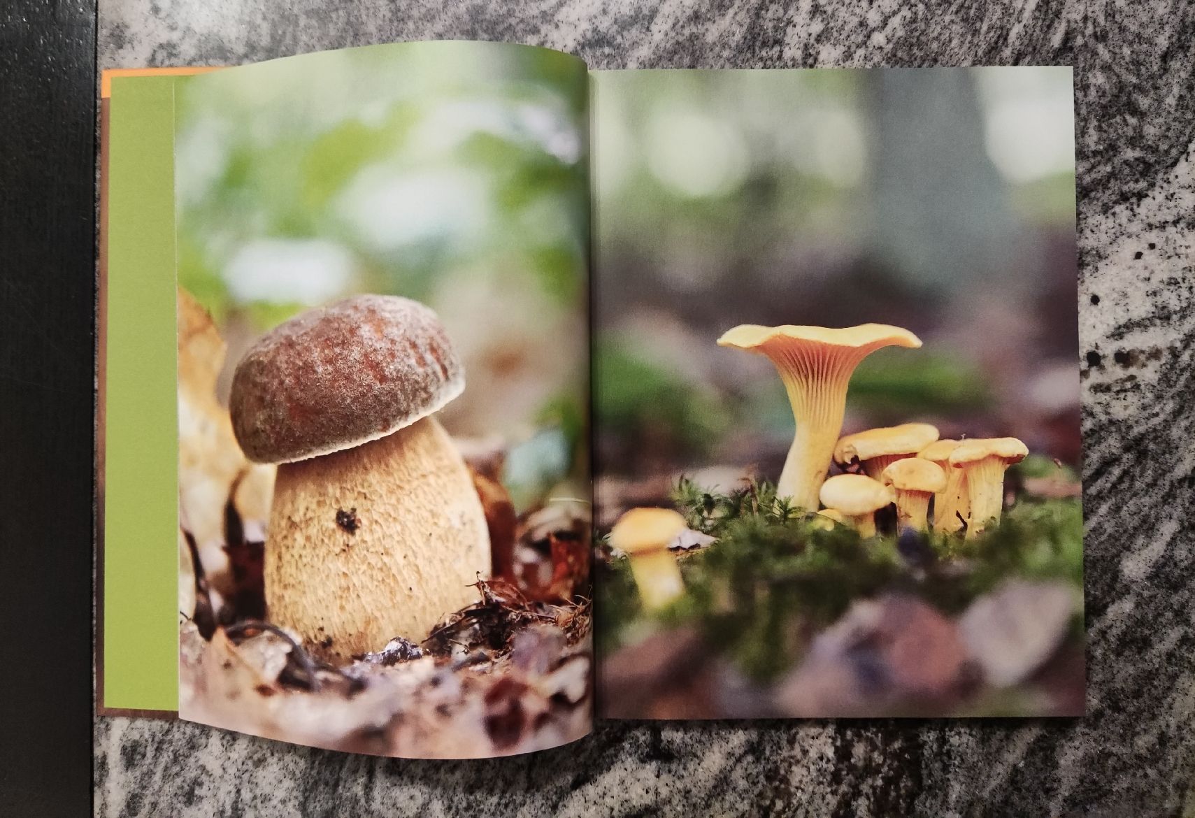 Libri: Pilze von Renate Zollner – Usato da Chur venduto da Nisami 1