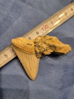 Haifischzahn Fossil Zahn Megalodon Sammler Deko Weisser Hai
