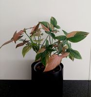Syngonium Red Spot (Pink Splash)