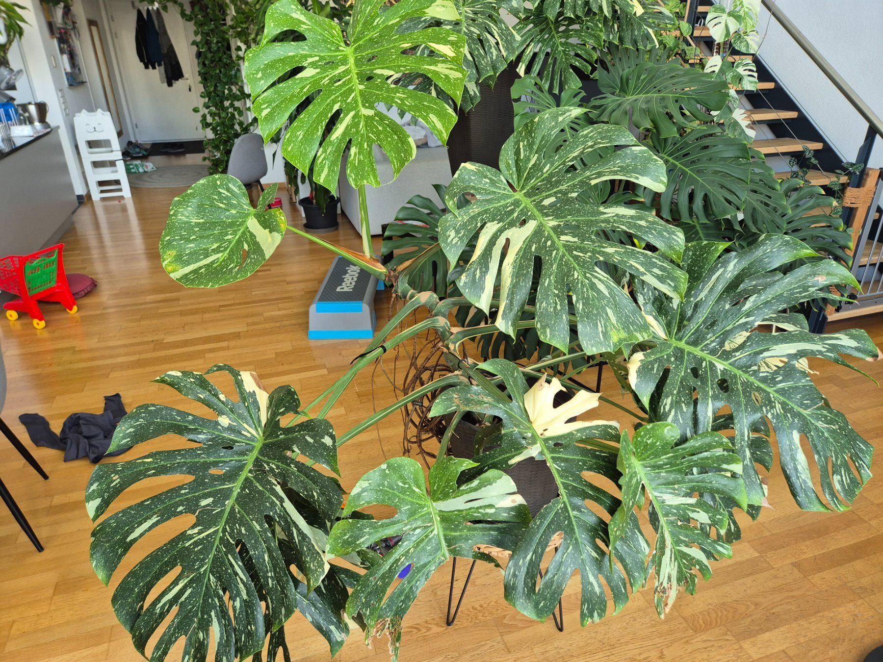 Plantes & graines: Monstera Deliciosa, Thai constellation, Mutterpflanze – D'occasion à Bülach par Pflanzen-Heini