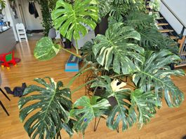Monstera Deliciosa, Thai constellation, Mutterpflanze