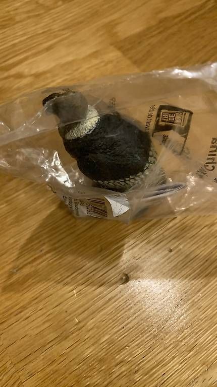Figuren: Papo condor Spielzeug Figur – Gebraucht aus Wettingen von Taht1 2