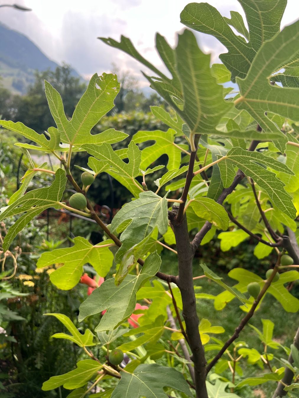 Plantes & graines: Feigenbaum im Topf, ca. 140 cm hoch, mit Früchten – D'occasion à Volketswil par SecondHanderia 1