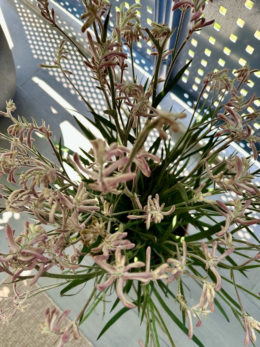 Pflanzen & Samen: Känguru-Blume – Gebraucht aus Dübendorf von van_s878 2