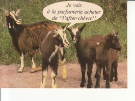 Animaux Humoristiques (7), um 1970