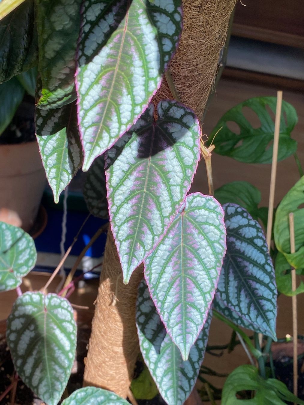 Piante & sementi: Cissus Discolor - Bunte Klimme – Usato da Winterthur venduto da Aniger