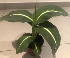 50 cm ↕️ Zimmer Pflanze  “Dieffenbachia“