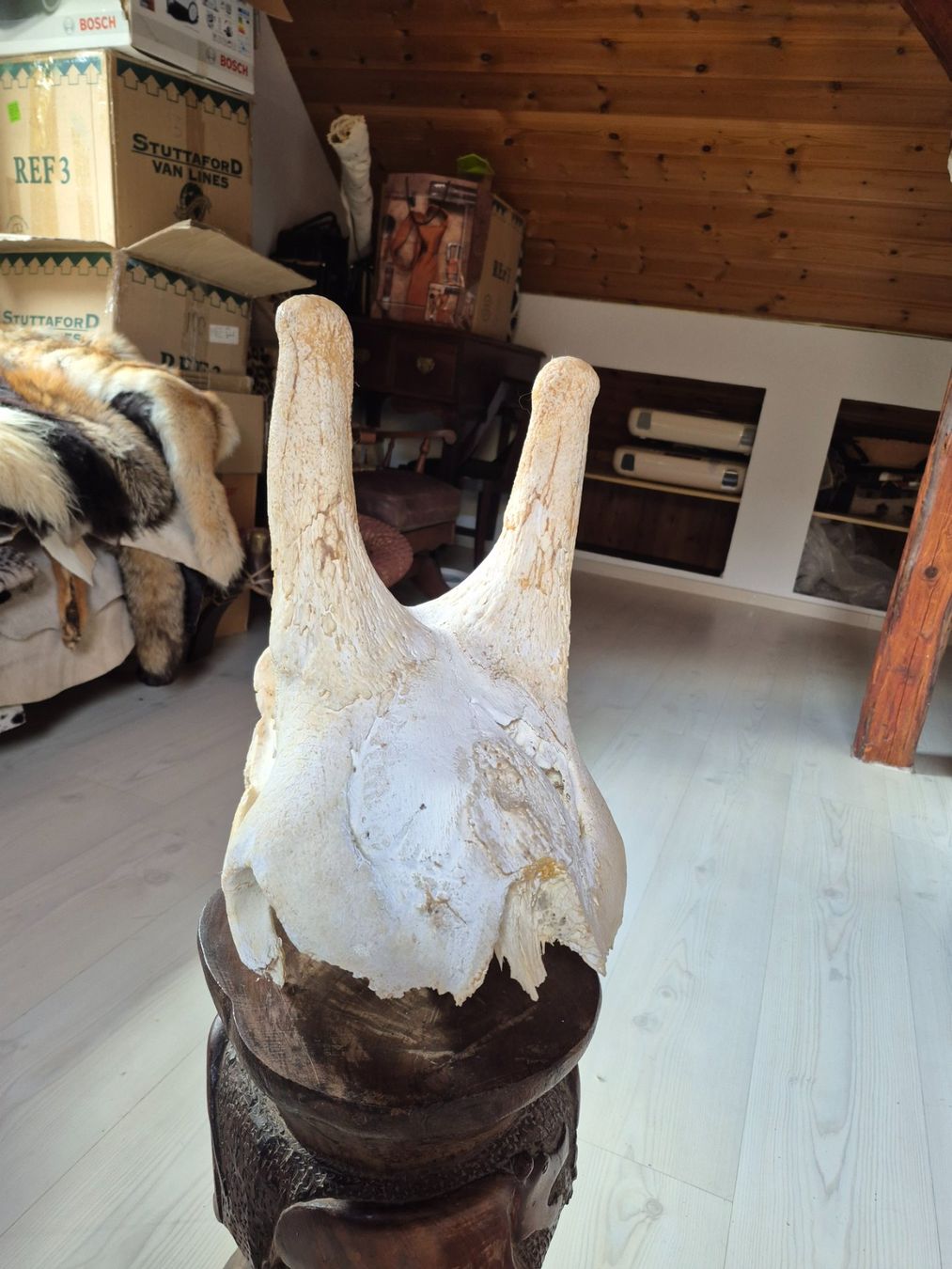 Il mondo degli animali: Crane de giraffe/ Giraffenschädel – Usato da Treyvaux venduto da Kbh2000 4