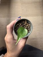 Alocasia Cucullata kleine Pflanze abzugeben