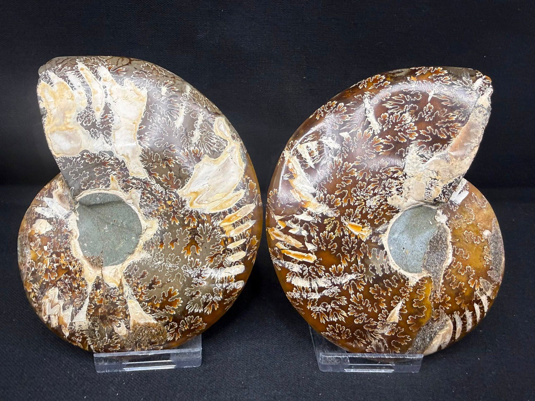 Fossili: Ammoniten-Paar – Usato da Schinznach Bad venduto da Demerald 6