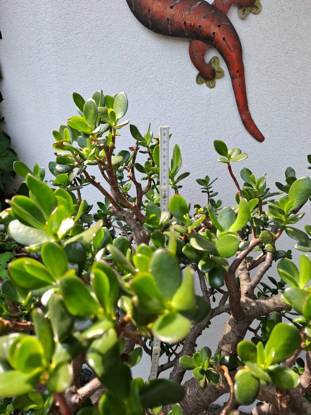 Piante & sementi: Crassula Ovata, Geldbaum in Baumform – Usato da Bennau venduto da Hhampi 4
