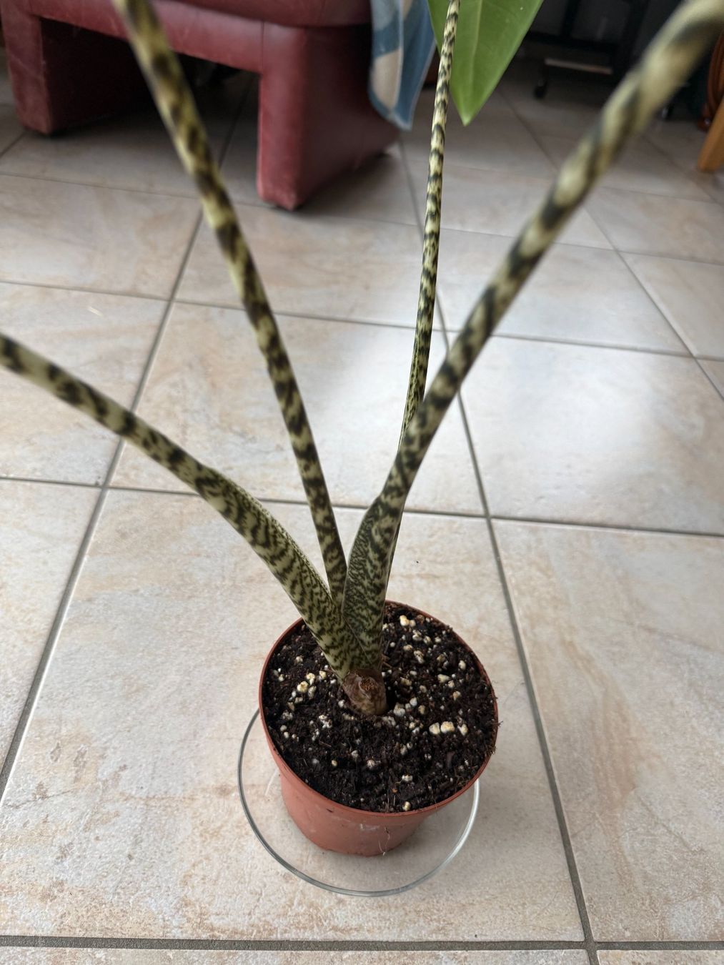 Piante & sementi: Alocasia Zebrina – Usato da Yverdon-les-Bains venduto da the_7dw8 3