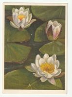 Ansichtskarte Seerosen Nymphaea Alba Eeiss 23.09.1954
