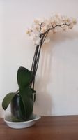 Plante Phalaenopsis Multiflora