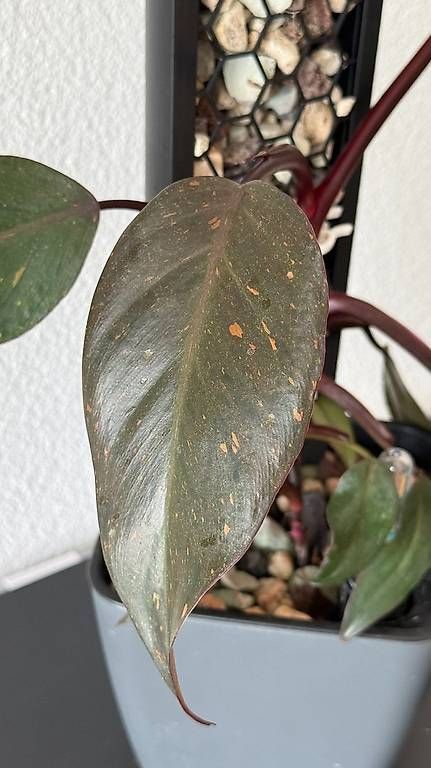 Piante & sementi: Philodendron Pink Princess Galaxy, Mosspole – Usato da Aadorf venduto da Arkabraa 1