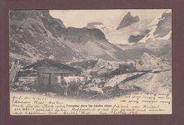 VACHES dans les Hautes Alpes - 1905