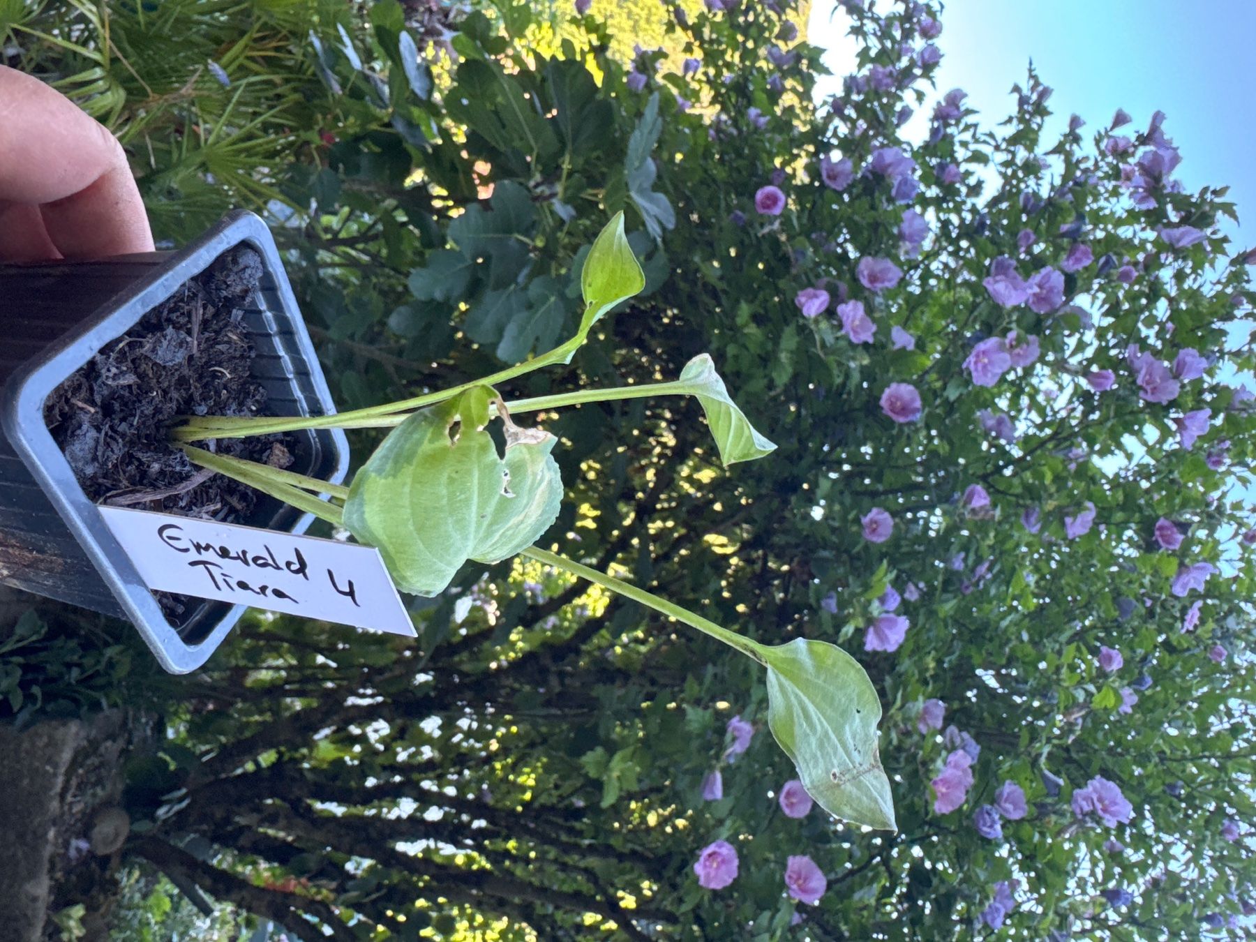 Piante & sementi: Hosta emerald tiara 4 – Usato da Lajoux JU venduto da Briard0
