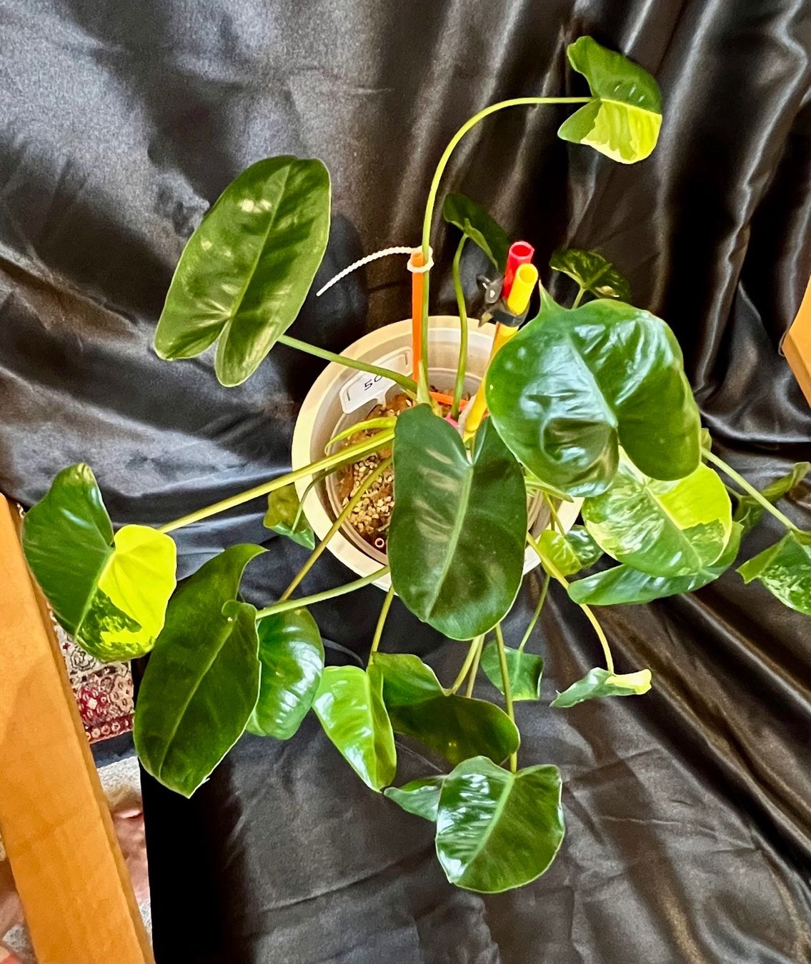 Piante & sementi: Philodendron burle marx variegated – Usato da Zofingen venduto da Erfolg1957 2