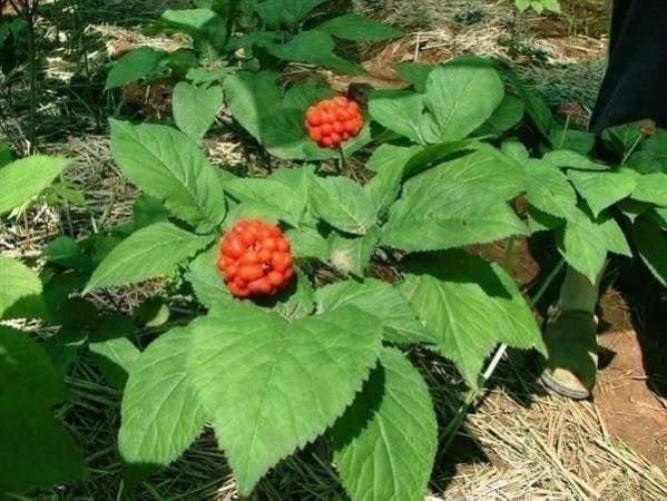 Piante & sementi: Ginseng Rouge de Corée Panax Ginseng 5g – Nuovo (secondo la descrizione) da Bremblens venduto da FIBONACCI369 2