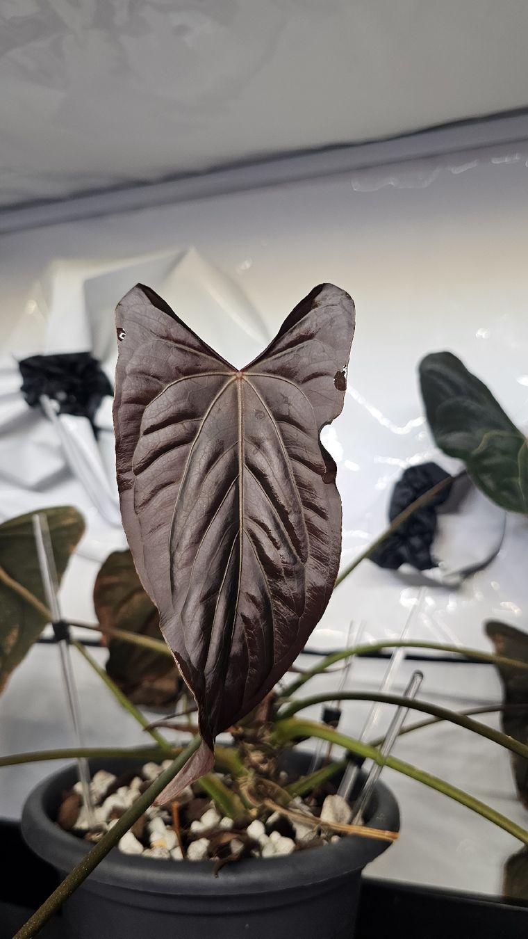 Piante & sementi: Anthurium Ralph Lynam x self Klon – Nuovo (secondo la descrizione) da Märstetten venduto da PatGomes 2