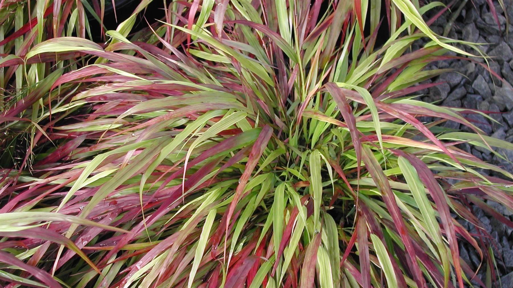 Piante & sementi: Herbe du Japon 'Beni kaze'  2x – Nuovo e nell'imballaggio originale da Bremblens venduto da FIBONACCI369 1