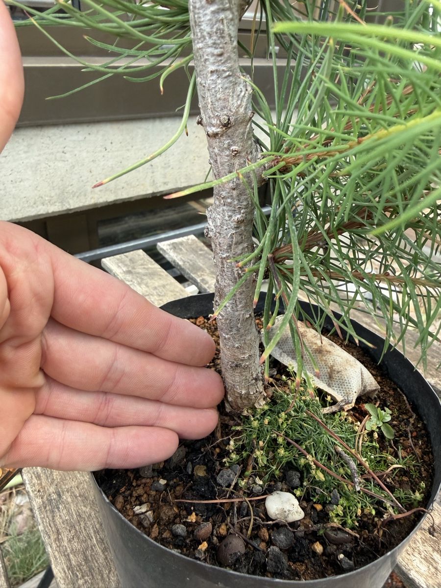 Piante & sementi: Larix kaempferii Bonsai Rohmaterial – Usato da Suhr venduto da BonsaiGutzi 2