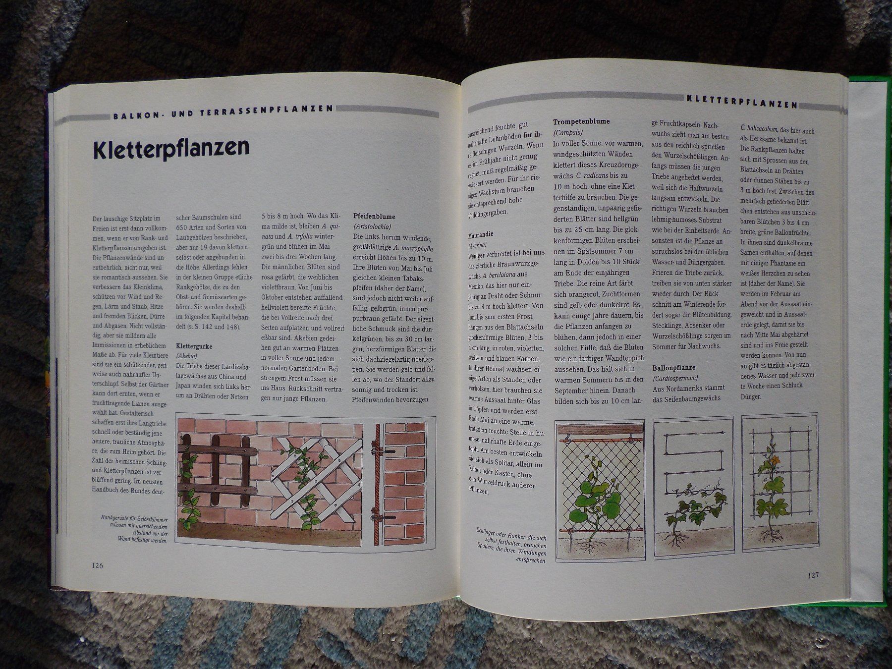 Libri: Gärtnern auf Terrasse und Balkon – Usato da Uster venduto da urs_75by 6