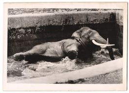 Fotografie Atlantic, Elefant beim Baden 